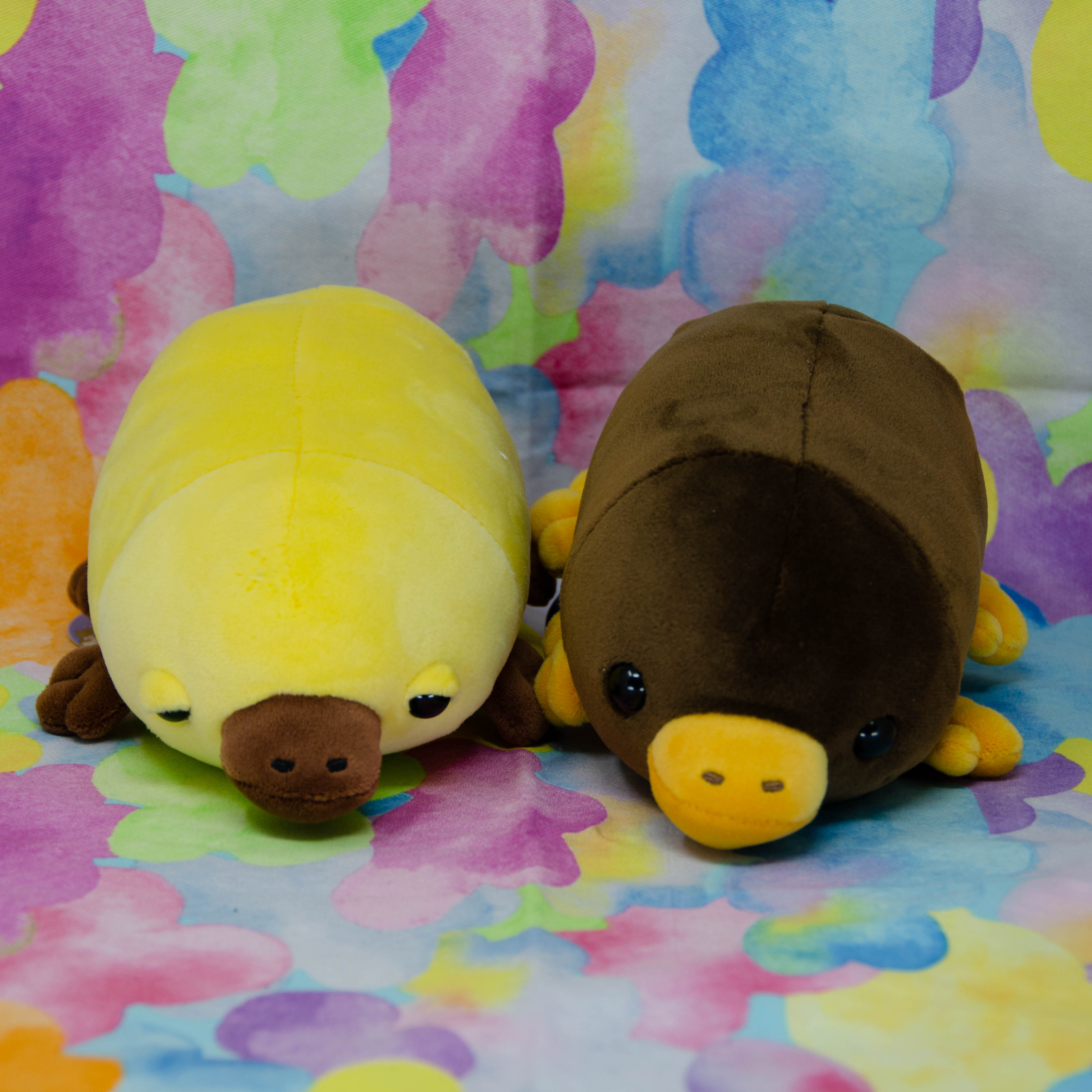Platypuses (Small)