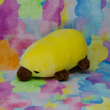Platypuses (Small)