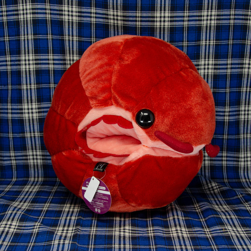 Pillbug/Isopod - Rolled - Red (Large)