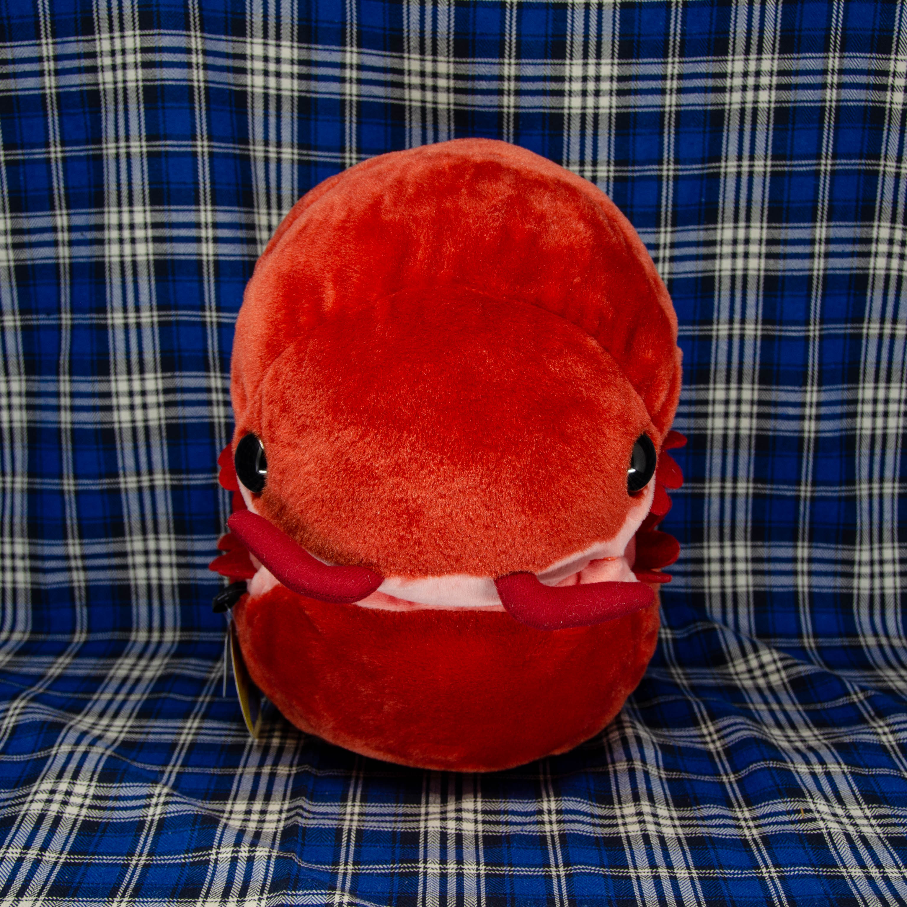 Pillbug/Isopod - Rolled - Red (Large)