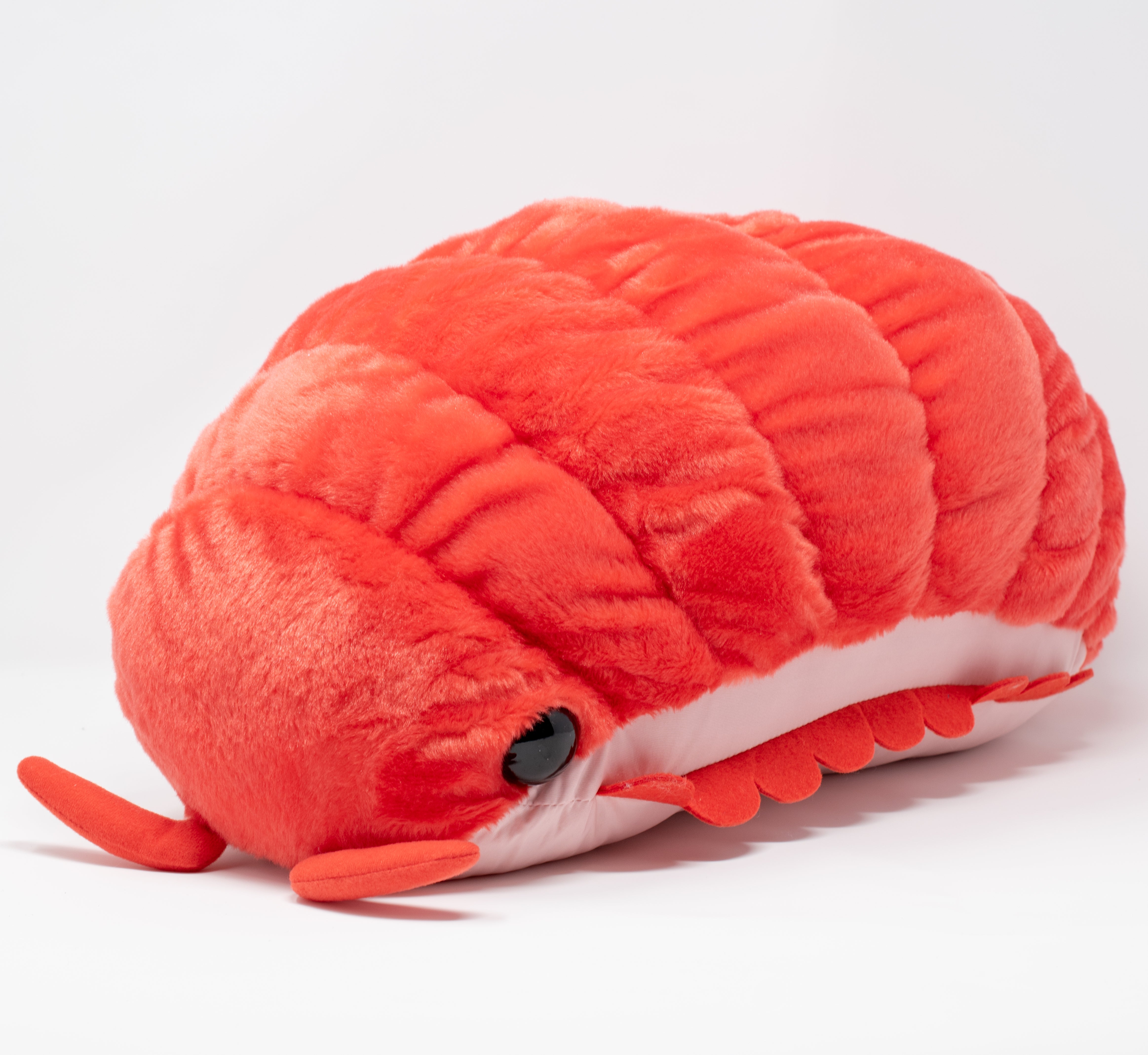Pillbug/Isopod - Watermelon (Large)